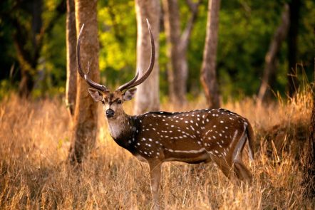 Chital,Deer,Stag,Portrait,In,The,Summer,Season,In,Central